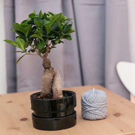Elizabetha Studio Bukurešť